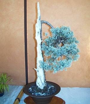 cypress